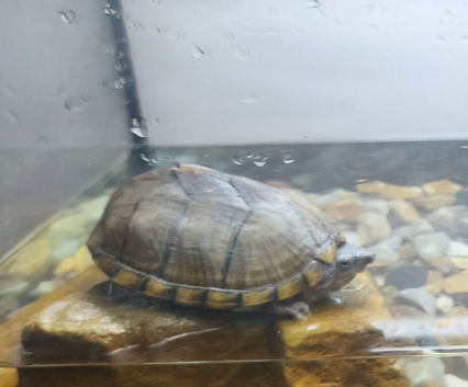Musk turtle