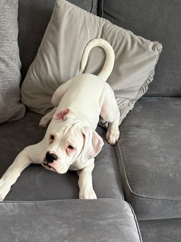 1 fully vaccinated KC registered boxer puppies