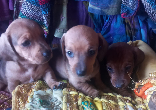 Pure miniature Dachshunds