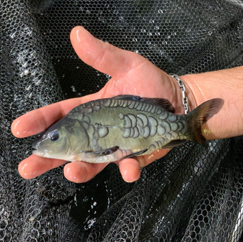 English Mirror Carp - Naturally raised