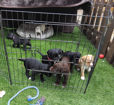 8 gorgeous puppies for sale