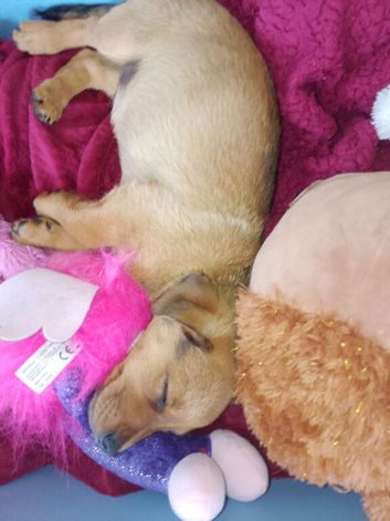 Male puppy