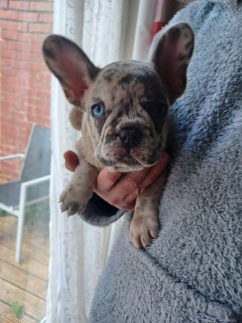 Beautiful merle male frenchie