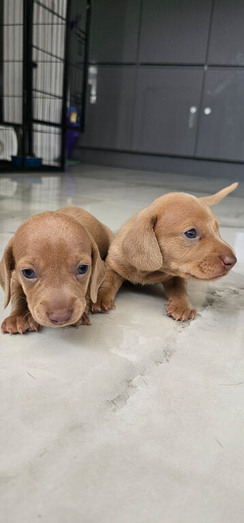 KC registered miniature Dachshund