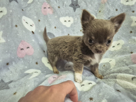 Chihuahua