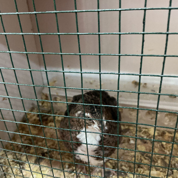 Jumbo quail tuxedo