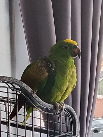 Yellow head amazon