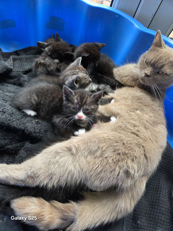 Magnificient kittens for sale