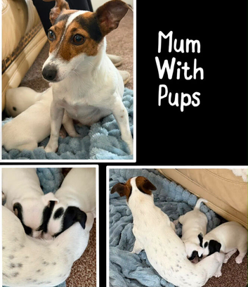 True much wenlock miniature Jack Russell puppy&rsquo;s