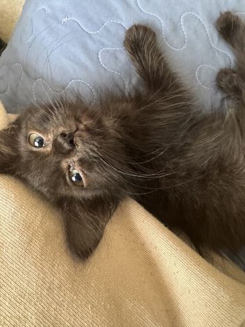 British Longhair kitten