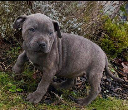 Beautiful Staffordshire bull terrior puppies