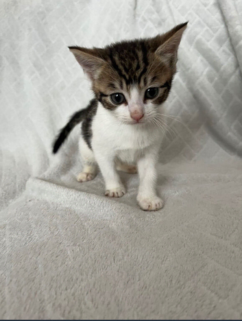 8 week old kittens 2 left