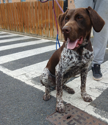 german shorthaired pointer