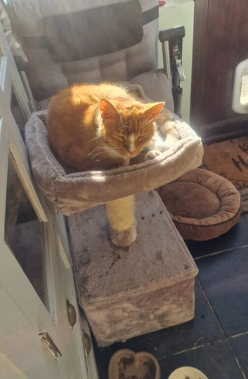 REHOME. Loving home needed for 12 year old Bow neutered