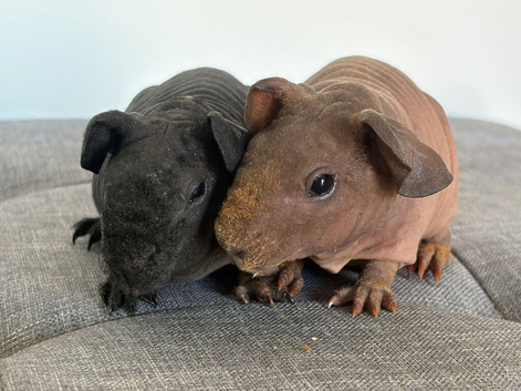 Beautiful pair of skinny pig brothers ready now