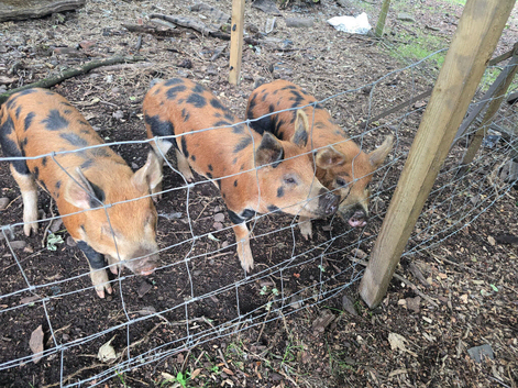 Berkshire x Tamworth Boy Weaners 5-6 months