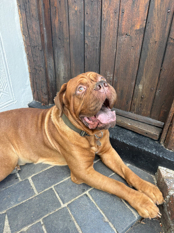 Dogue de Bordeaux