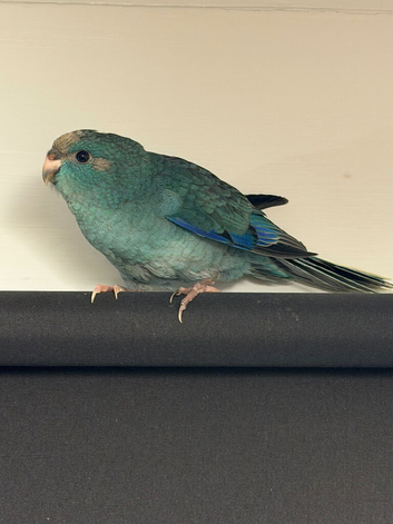 Kakarikis needing homes