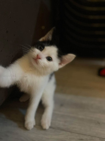 Male kitten