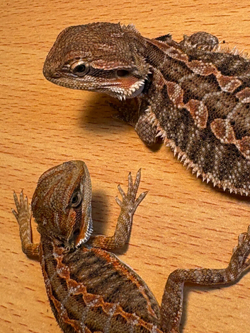 Beautiful baby bearded dragons