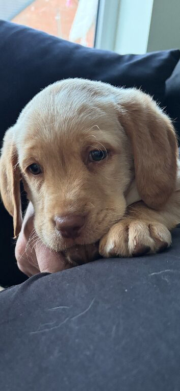 1 puppy left