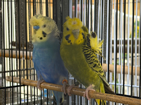 Helicopter budgie pair