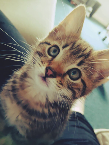 Beautiful male kitten 3 months old