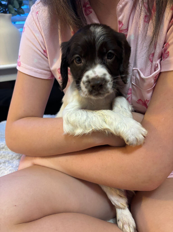 English springer spaniel puppy