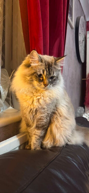 Stunning purebred male ragdoll (intact)