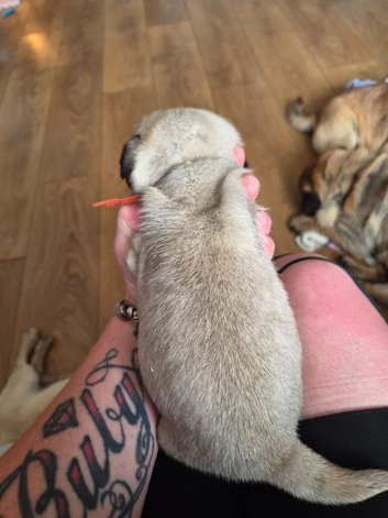 1 male pug puppy for sale