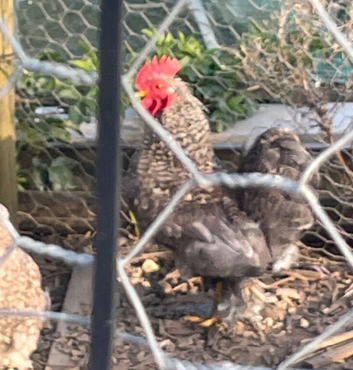Penkin cockerel