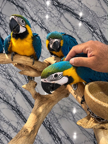 Friendly Baby HandReared Super Tame Cuddly Blue & Gold Macaw Parrot,18