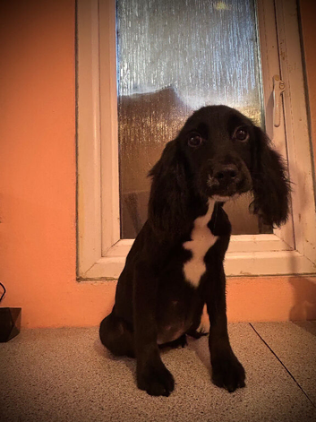 Beautiful black cocker spaniel bitch