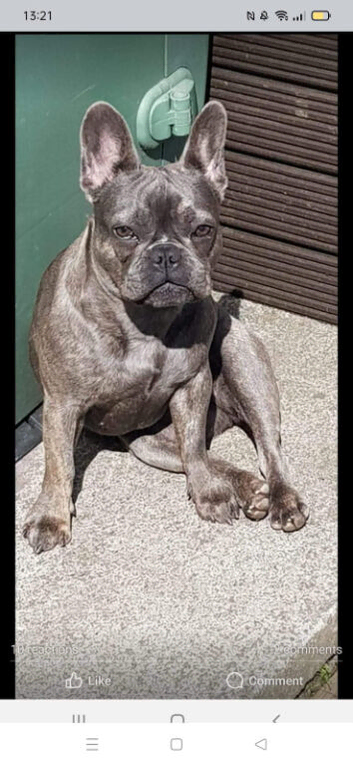 Flo French Bulldog ()
