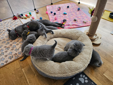British Shorthair Blue & Lilac