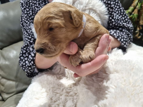 Beautiful F2b Goldendoodle puppies