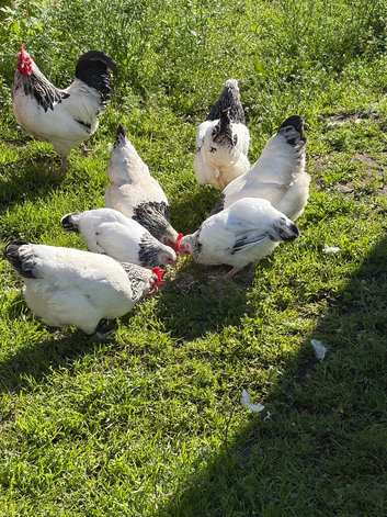 Light Sussex bantam