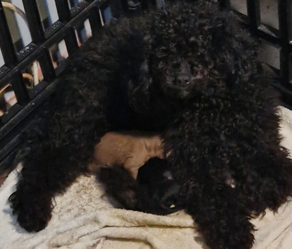Cavapoo puppy