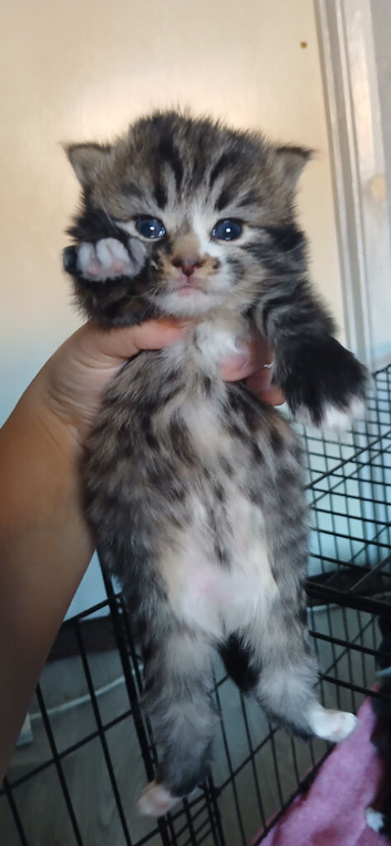 Main coon cross kittens