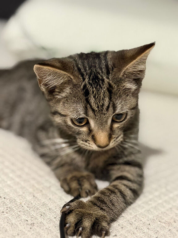 Beautiful tabby girl