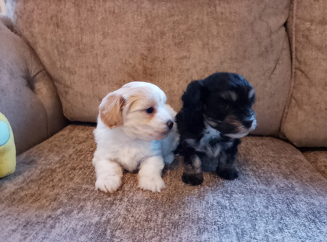 Maltipoo puppies