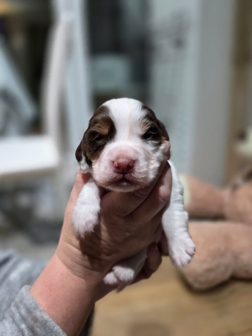 Beautiful working cocker spaniel puppies