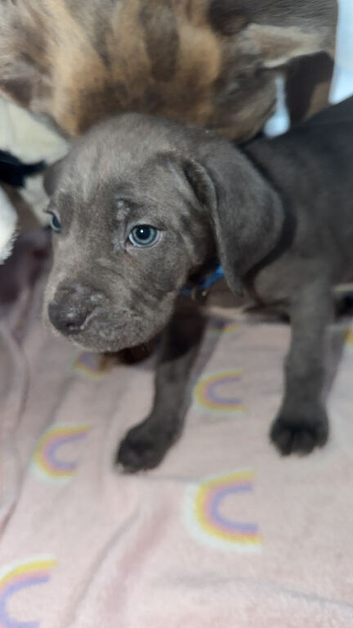 Cane Corso pups