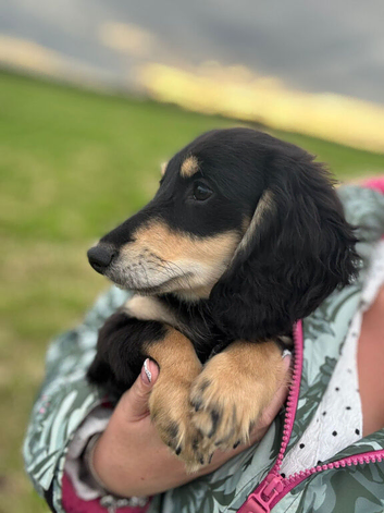 Long haired mini dachshund