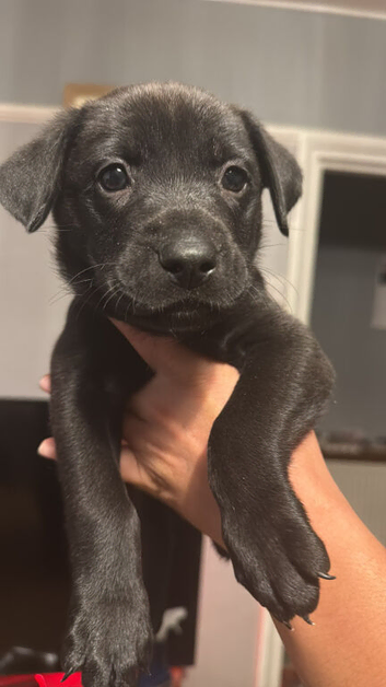 American bull dog x Mali/GSD puppies