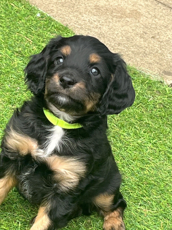 Boy looking for forever home