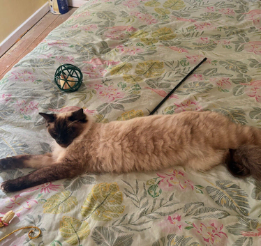 Missing cat