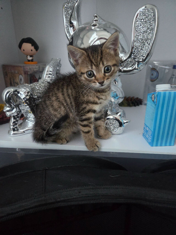 Kittens tabby and ginger