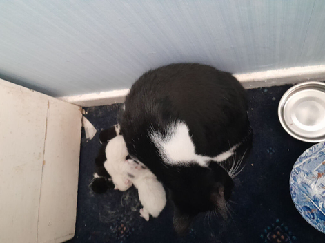 5 kittens for sale