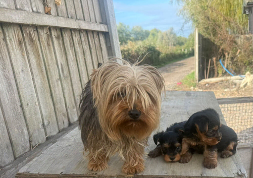 Yorkshire Puppys